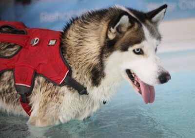 A Canine Hydrotherapy Dog Swimming Pool Kidderminster Worcestershire