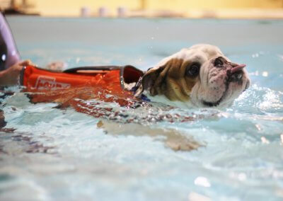 Bulldog canine hydrotherapy swim session
