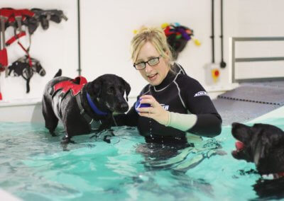 Canine hydrotherapy physiotherapy work placement