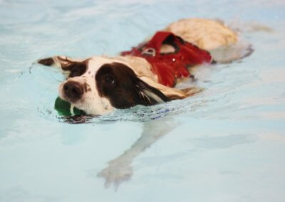 Canine hydrotherapy west midlands swimming pool for dogs hydro therapy