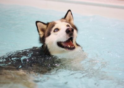 Canine Hydrotherapy Worcestershire