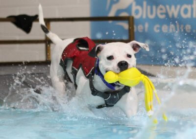 Doggy paddle pool for dogs droitwich