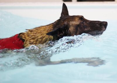 Ex-military dog canine hydrotherapy
