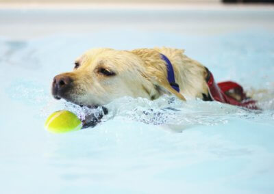 Fitness and fun swim sessions for dogs kidderminster