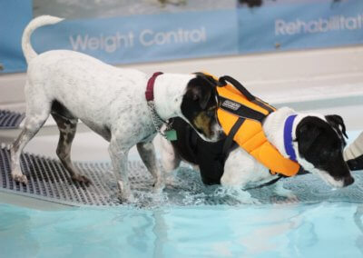 Hydro therapy swimming for weight problems with dogs