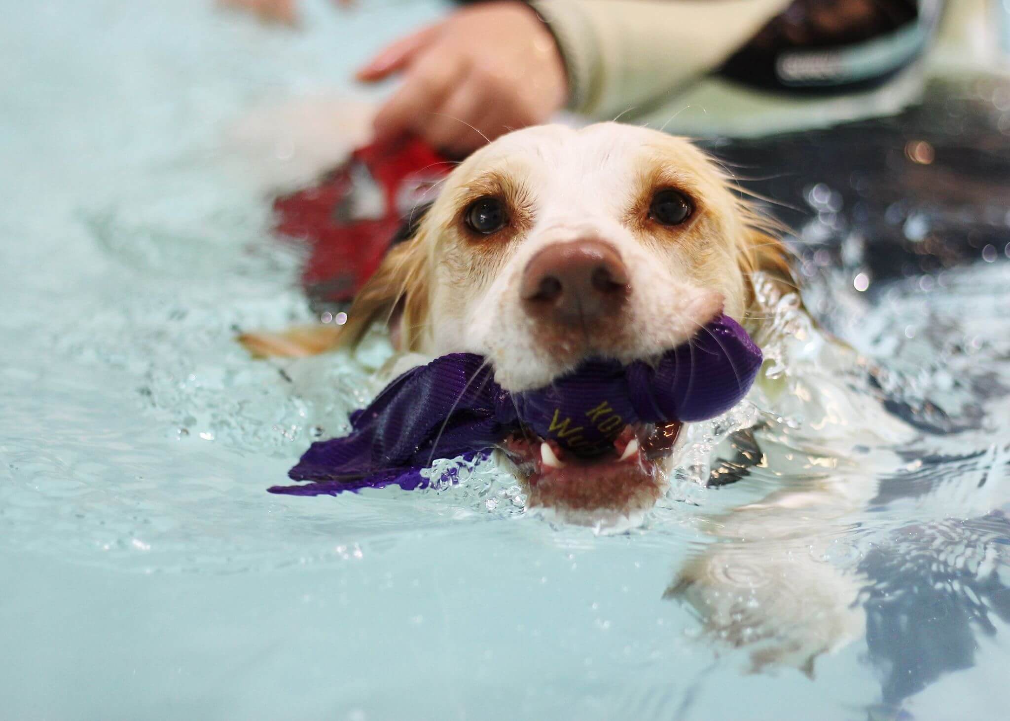 Gallery | Bluewaters Canine Hydrotherapy