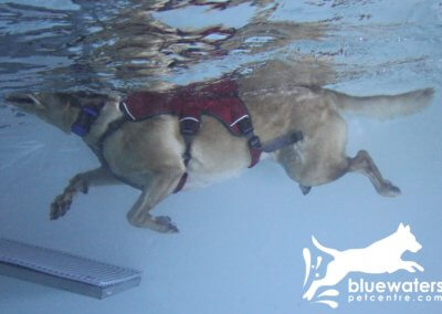 Underneath View of Dog in a Swimming Pool