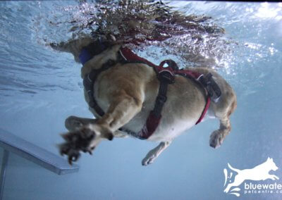 Underwater View Dog Swimming Pool