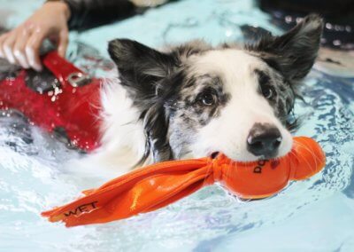 Warm Water Swimming Pool Centre for Dogs Veterinary Hydrotherapy Case-Study - Stitch