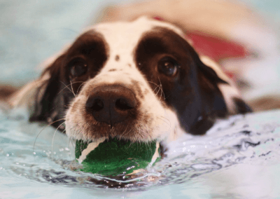 Canine Hydrotherapy West Midlands Swimming Pool for Dogs Hydro Therapy