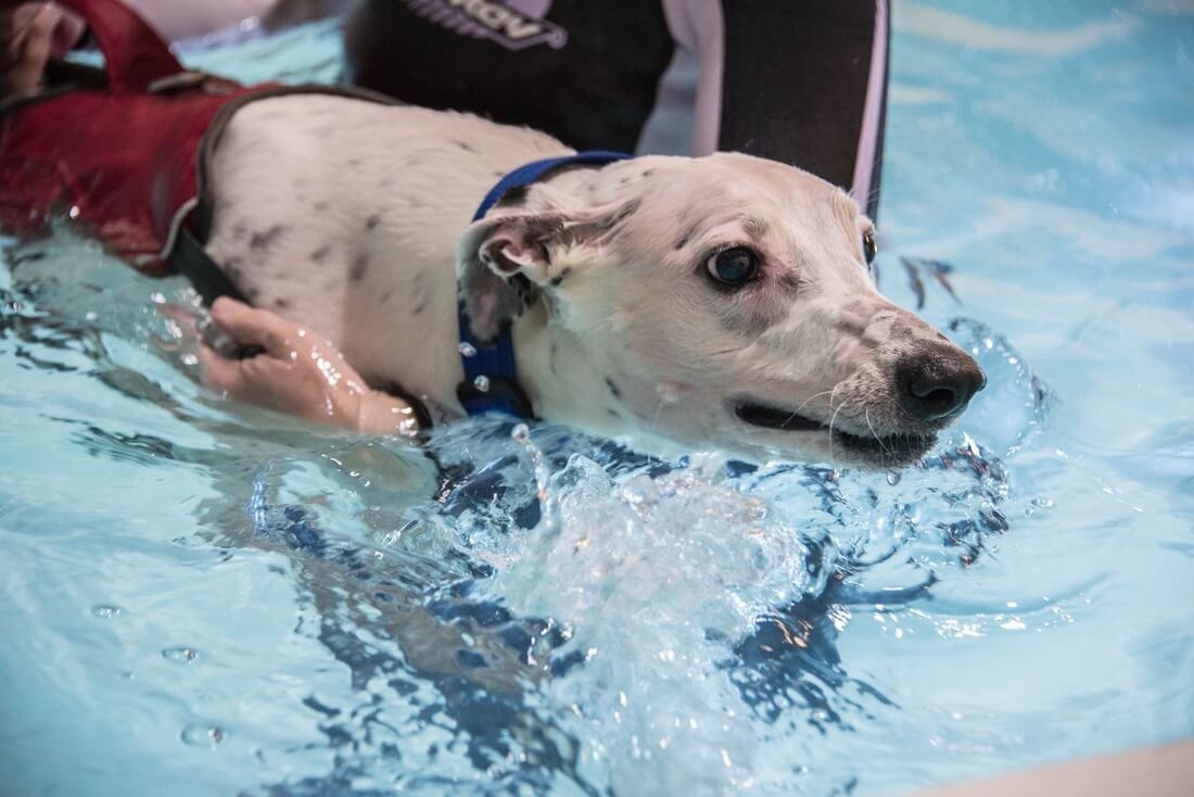 Hydrotherapy for Spinal Injuries | Bluewaters Canine Hydrotherapy