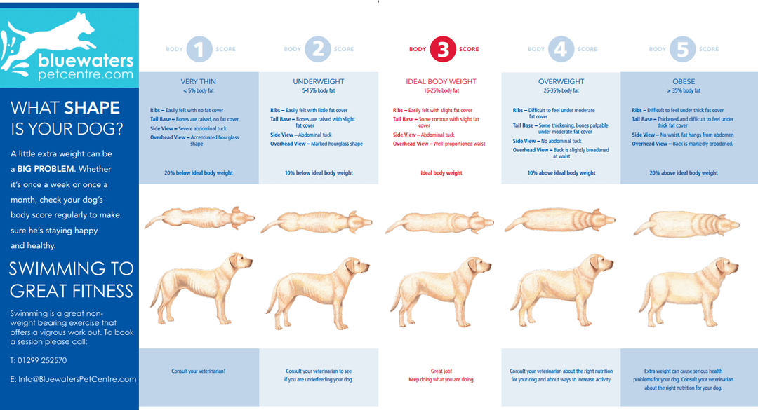 Is your dog overweight?