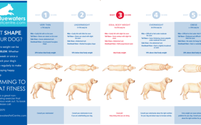 Is your dog overweight?