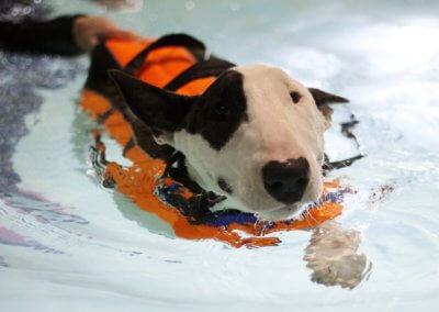 Birmingham canine hydrotherapy centre for swimming dogs