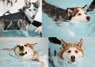 Keito, Mishka, Loki & Cooper – Fitness