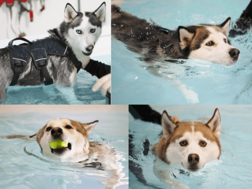 Keito, Mishka, Loki & Cooper – Fitness