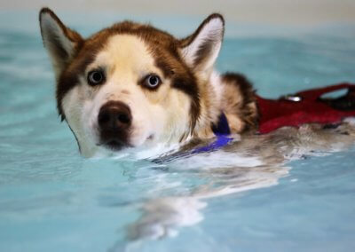 max-husky-run-over-by-bus-in-london