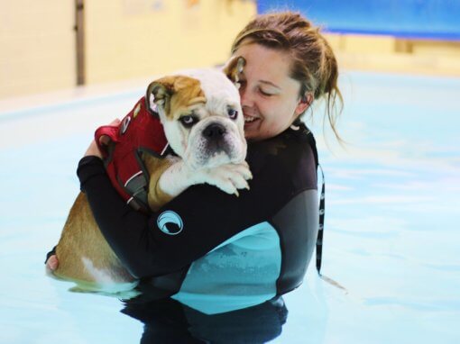 Reggie – Fitness / Puppy Swim