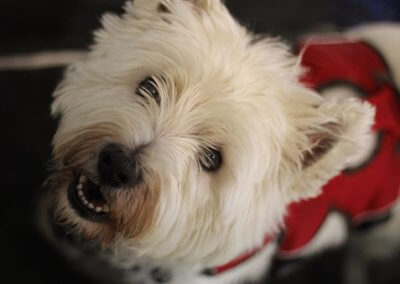 Smudge – Cruciate Ligament Disease