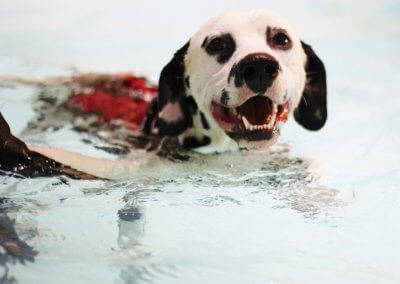 Dalmatian Swimming1