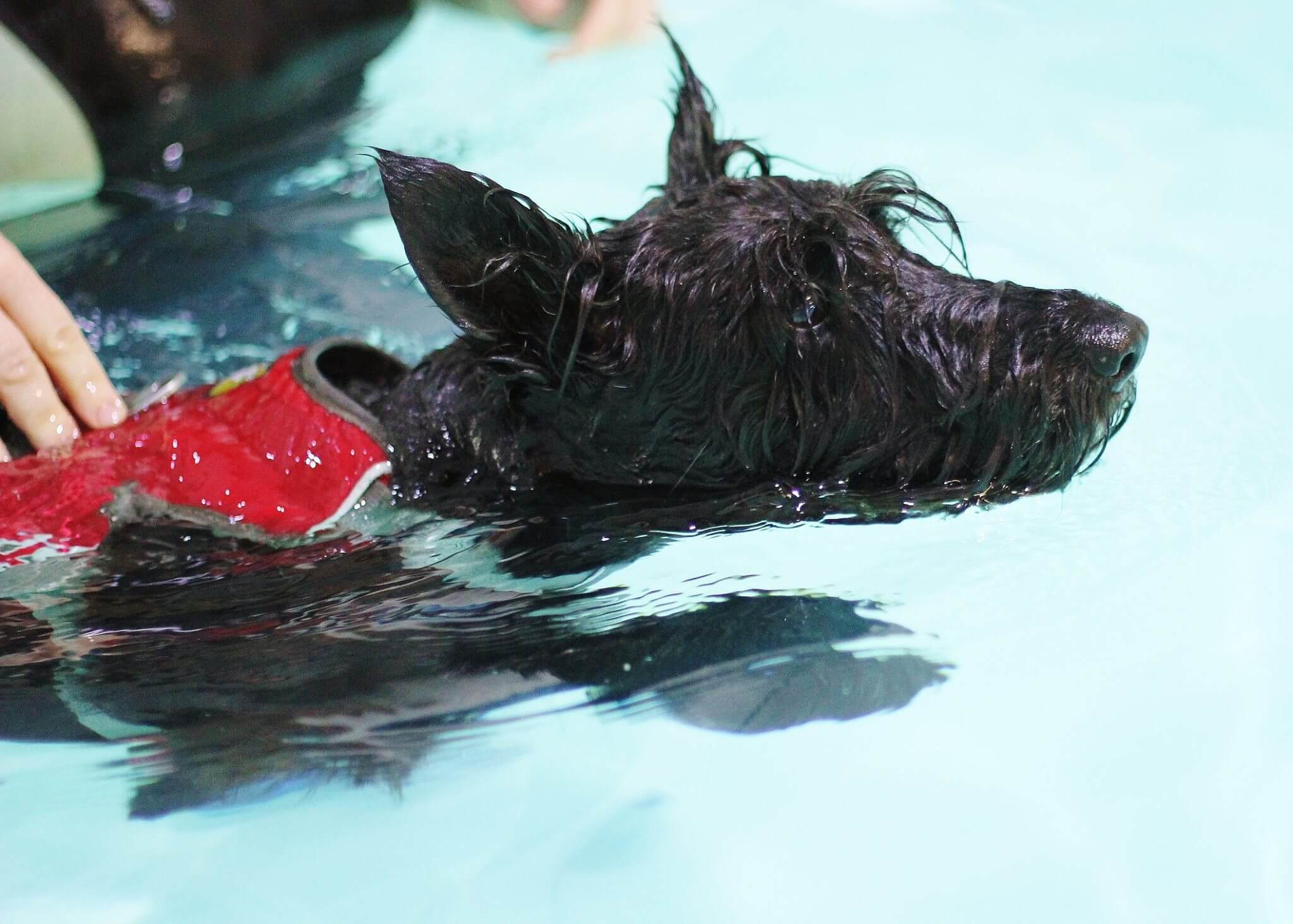 Peggy Arthritis Bluewaters Canine Hydrotherapy