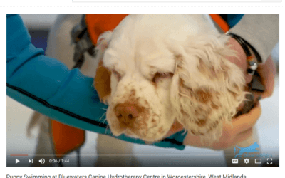 Wilson – Clumber Spaniel, Video Testimonial