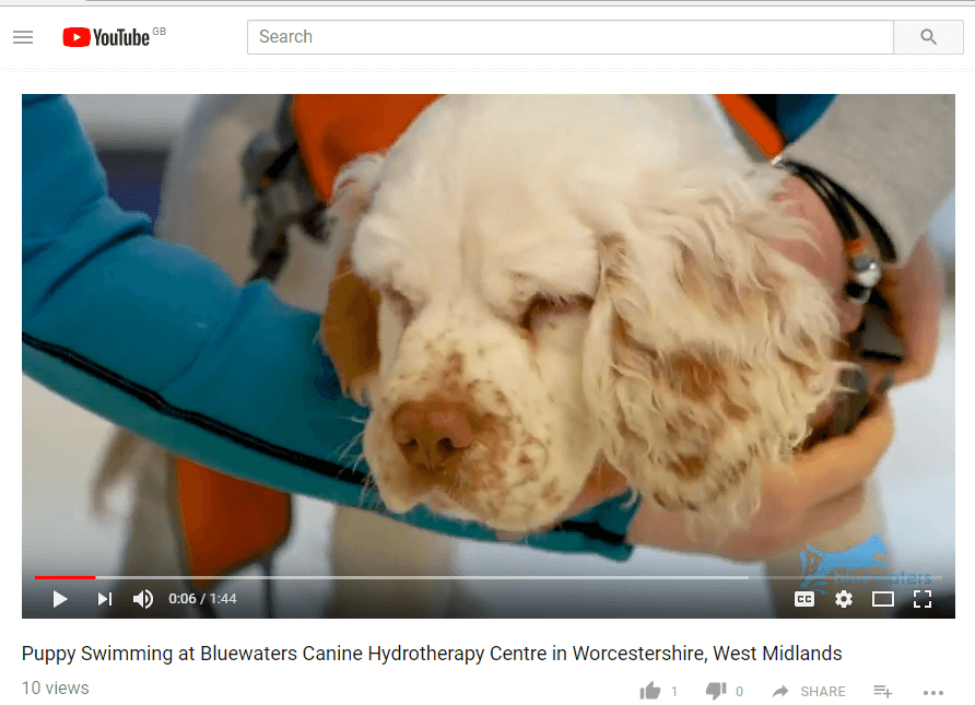 Wilson – Clumber Spaniel, Video Testimonial