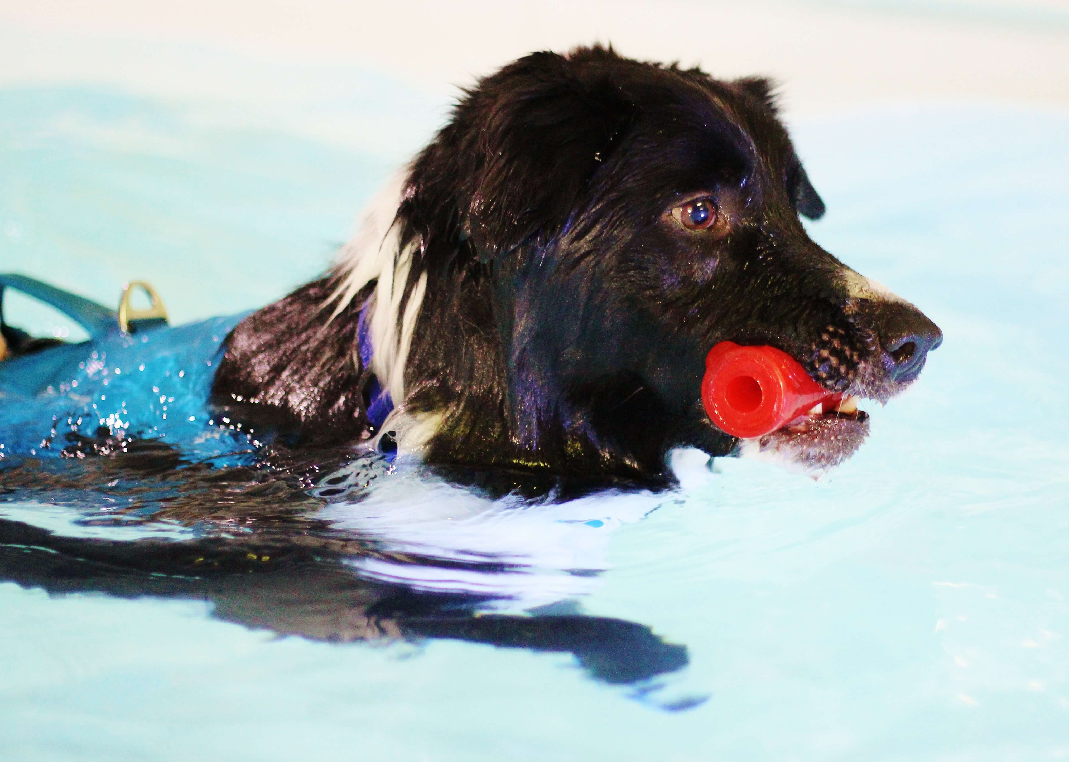 Oscar Hip Dysplasia & Plated Fracture Bluewaters Canine Hydrotherapy