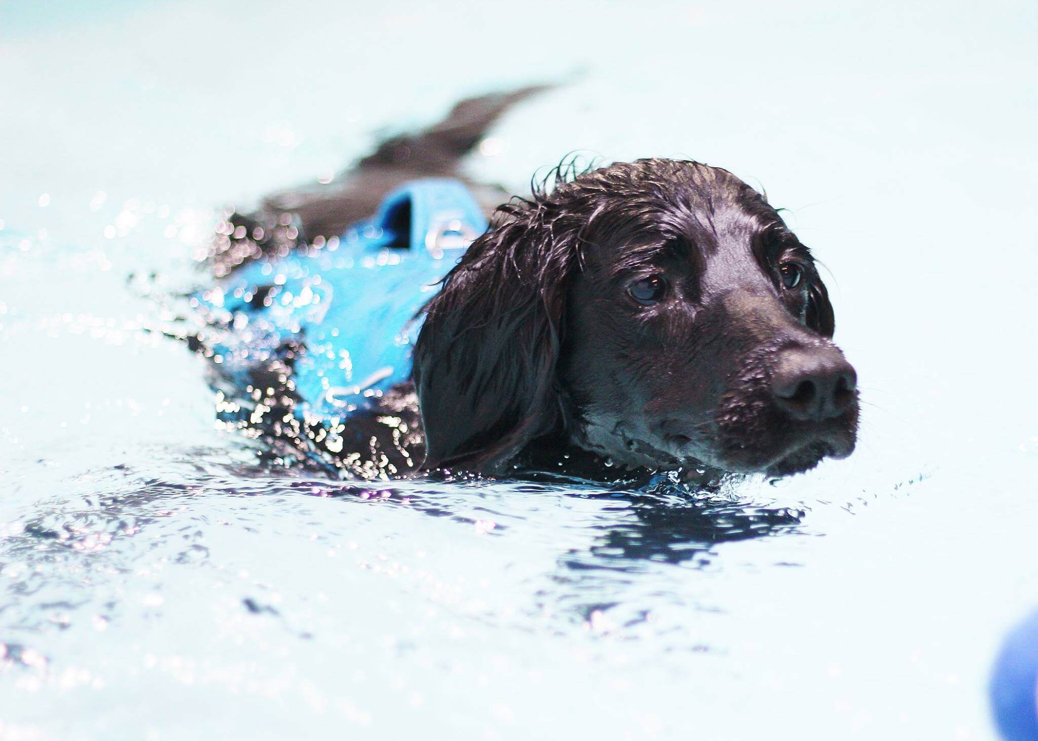 Ozzie Arthritis in Hind Legs Bluewaters Canine Hydrotherapy