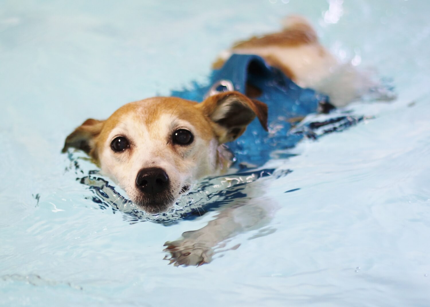 Pip – Spondylosis & Muscle Wastage | Bluewaters Canine Hydrotherapy