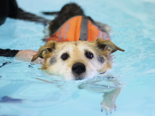 Bluewaters Canine Hydrotherapy | Swim & Underwater Treadmill Sessions ...