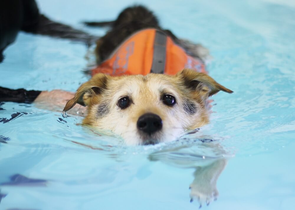 Maci – Amputee | Bluewaters Canine Hydrotherapy