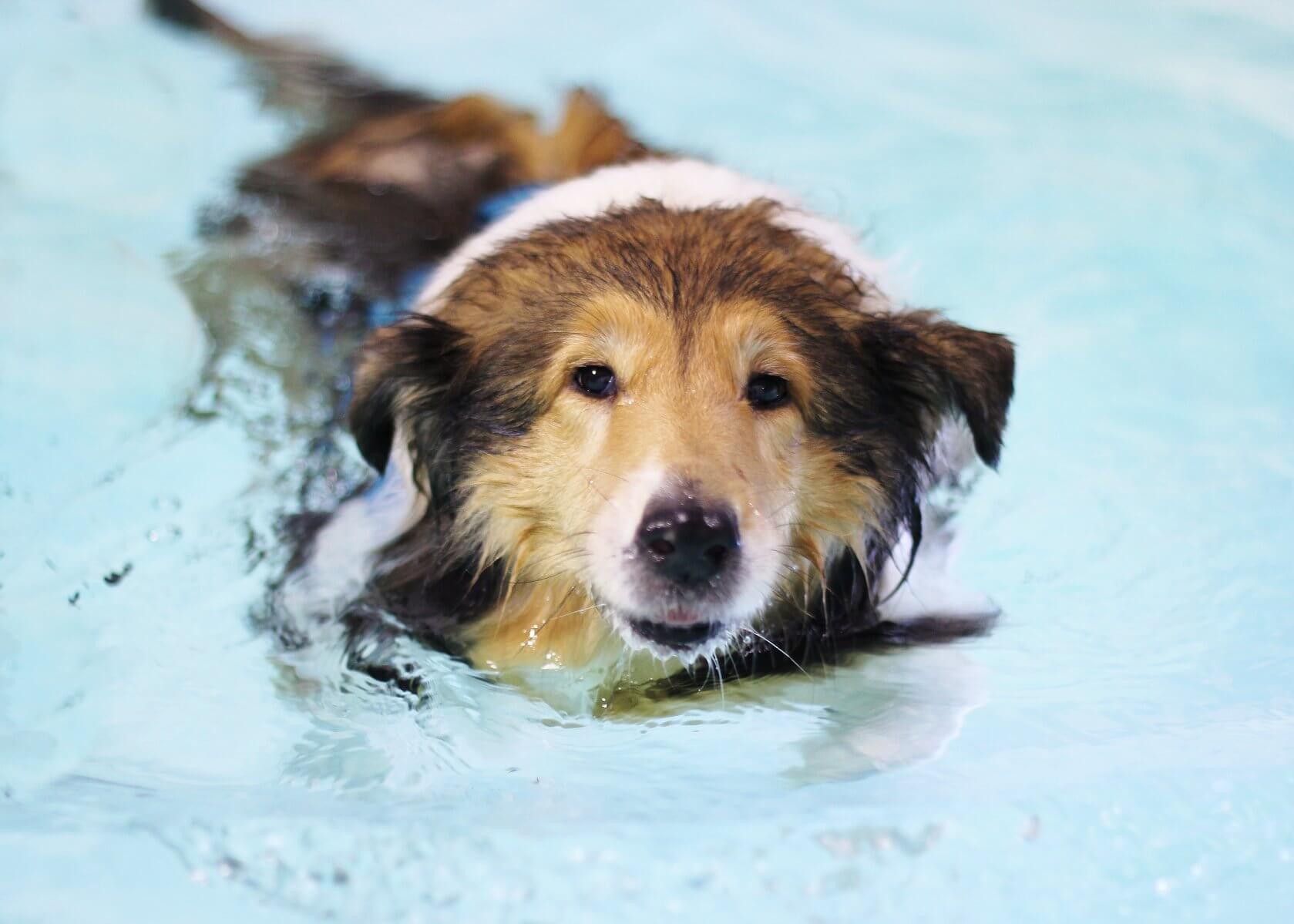 Maggie – Degenerative Joint Disease | Bluewaters Canine Hydrotherapy