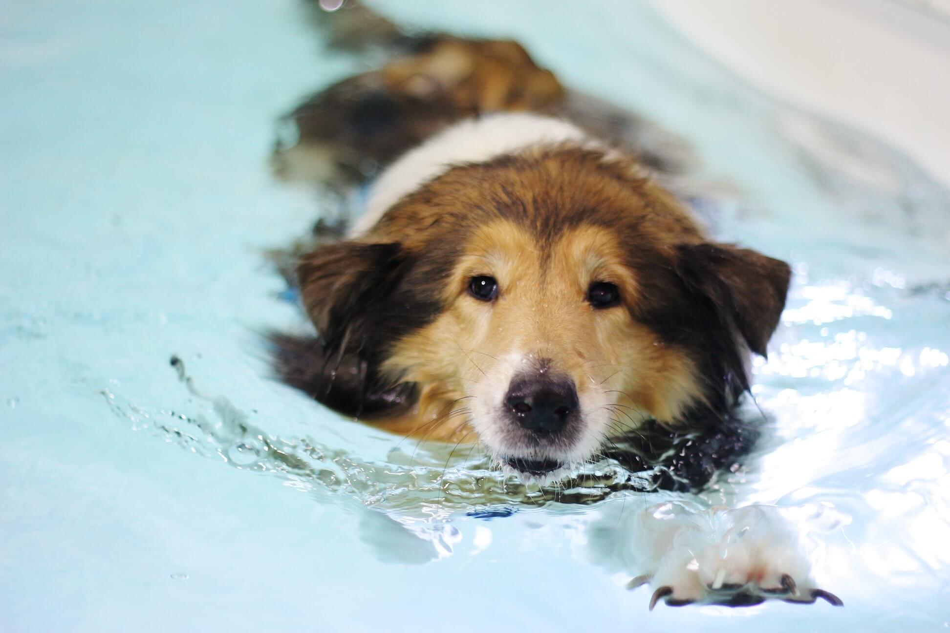 Maggie – Degenerative Joint Disease | Bluewaters Canine Hydrotherapy