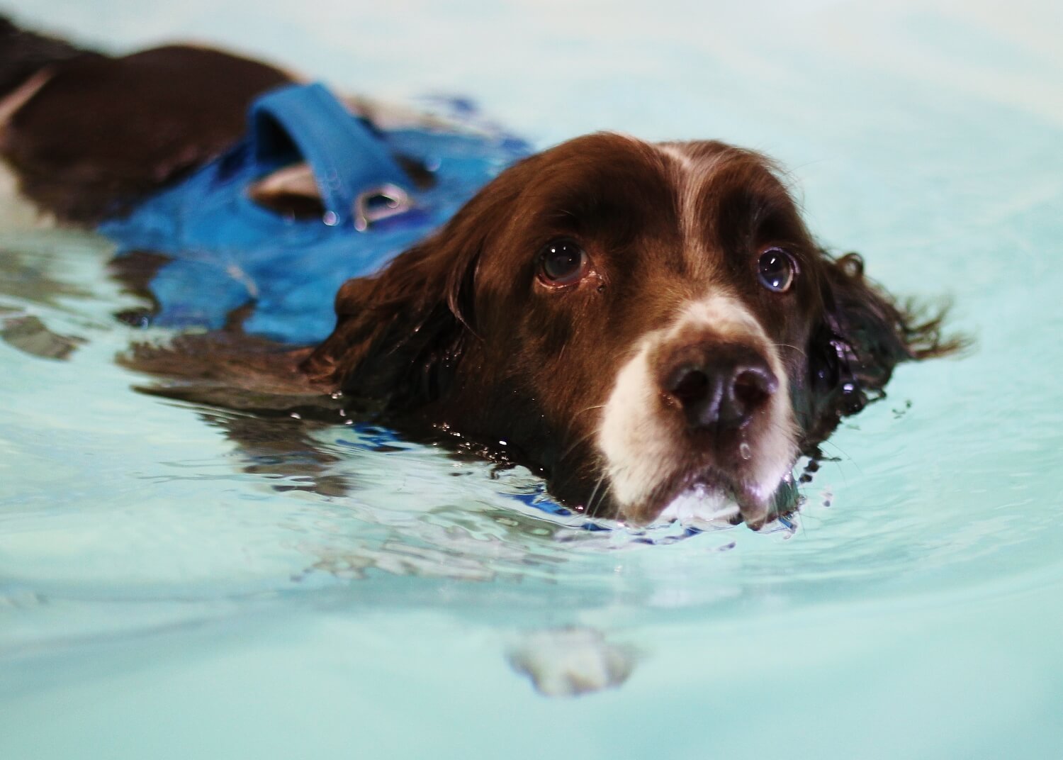 Oscar – Osteoarthritis | Bluewaters Canine Hydrotherapy